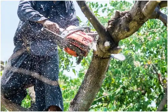 tree services Brookdale